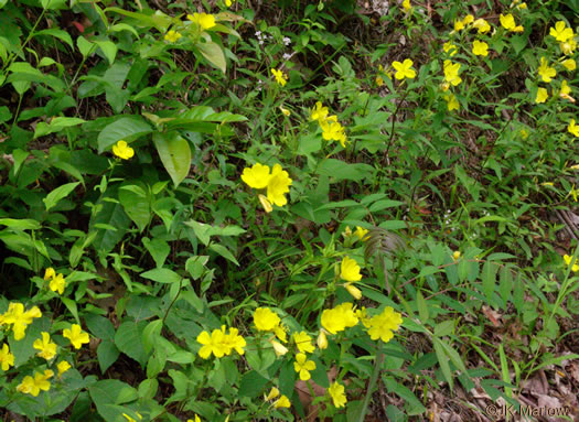 image of Oenothera tetragona, Northern Sundrops, Appalachian Sundrops