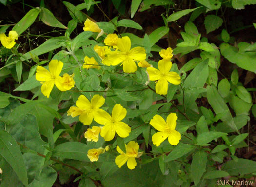 image of Oenothera tetragona, Northern Sundrops, Appalachian Sundrops