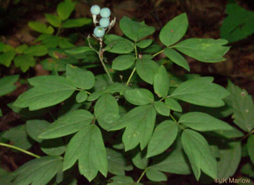 Caulophyllum thalictroides, Common Blue Cohosh, Papooseroot, Green Vivian
