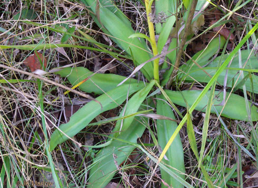 image of Agave virginica, Eastern Agave, Eastern False Aloe, Rattlesnake-master, American Aloe