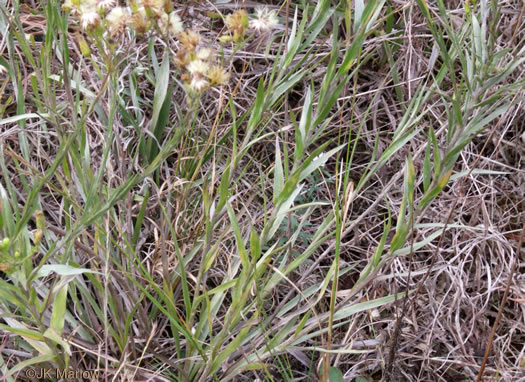image of Pityopsis aspera var. adenolepis, Carolina Silkgrass, Pineland Silkgrass, Grassleaf Goldenaster