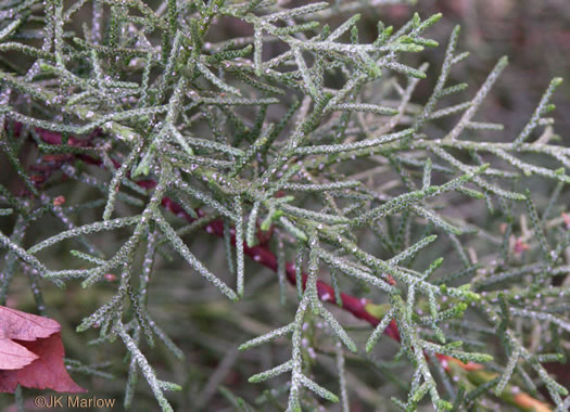 image of Hesperocyparis arizonica, Arizona Cypress