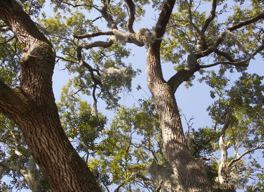 image of Quercus virginiana, Live Oak, Southern Live Oak