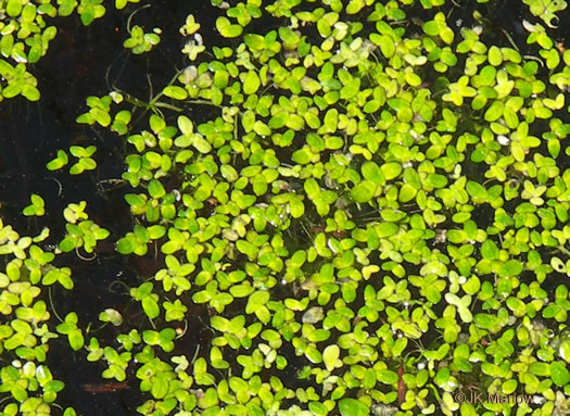 image of Lemna spp., Small Duckweed
