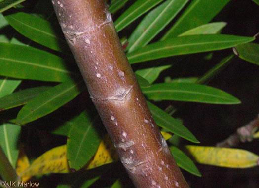 image of Nerium oleander, Oleander