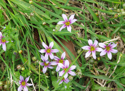 Sisyrinchium rosulatum, Annual Blue-eyed Grass, Lawn Blue-eyed Grass, Fairy Stars