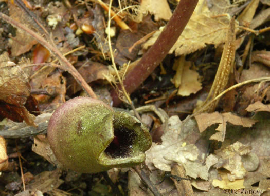 image of Hexastylis arifolia, Little Brown Jug, Arrowhead Heartleaf, Arrowleaf Heartleaf, Pigs
