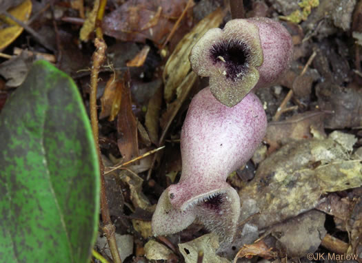 image of Hexastylis arifolia var. arifolia, Little Brown Jug, Arrowhead Heartleaf, Arrowleaf Heartleaf