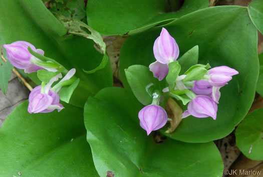 image of Galearis spectabilis, Showy Orchis