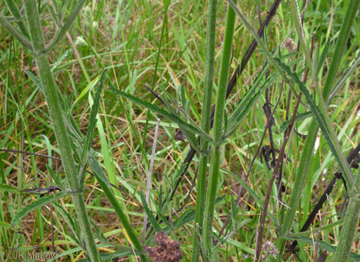 image of Verbena incompta, Purpletop Vervain, Tall Vervain