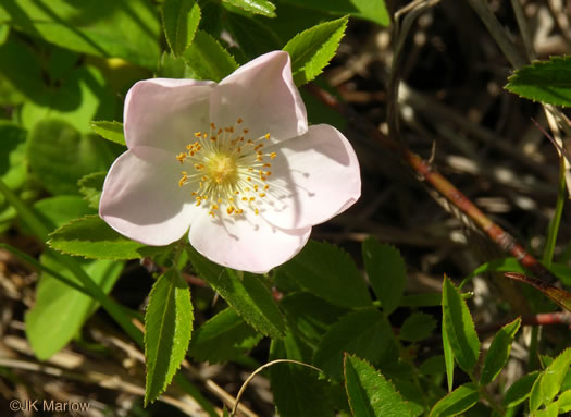 image of Rosa carolina ssp. carolina, Carolina Rose