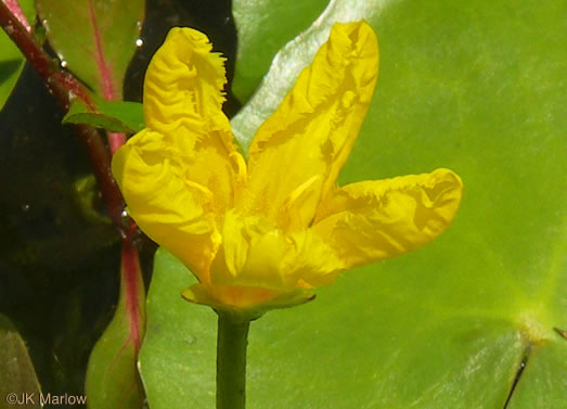 Nymphoides peltata, Yellow Floating Heart