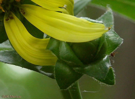 image of Silphium asteriscus var. asteriscus, Starry Rosinweed