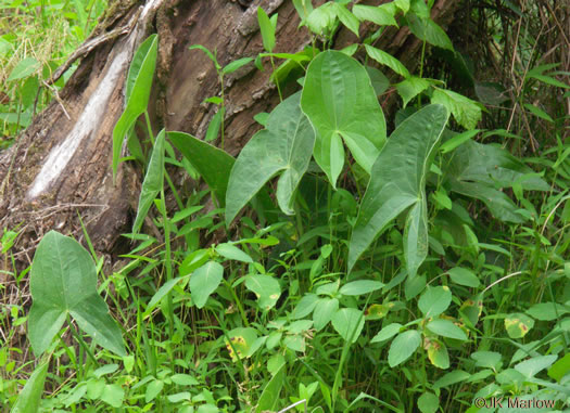 image of Sagittaria latifolia +, Broadleaf Arrowhead, Duck Potato, Common Arrowhead
