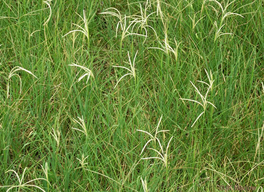 image of Cynodon dactylon, Bermuda Grass, Scutch Grass