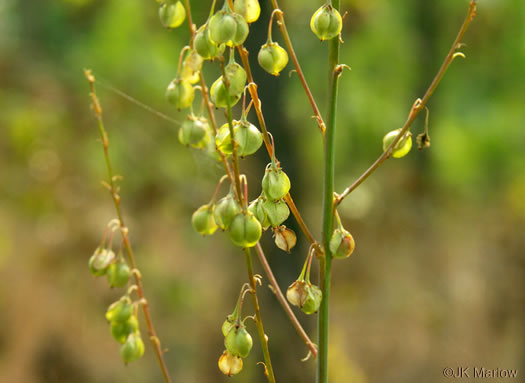 image of Nolina georgiana, Georgia Beargrass, Sandhill Lily