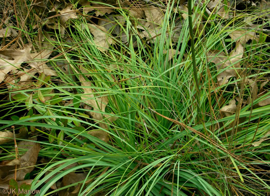 image of Nolina georgiana, Georgia Beargrass, Sandhills Lily