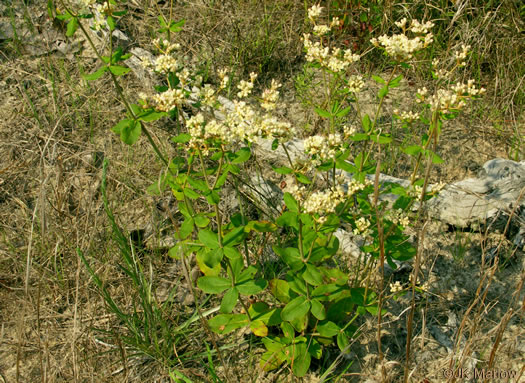 image of Eriogonum tomentosum, Sandhill Wild-buckwheat, Southern Wild-buckwheat, Dog-tongue Buckwheat