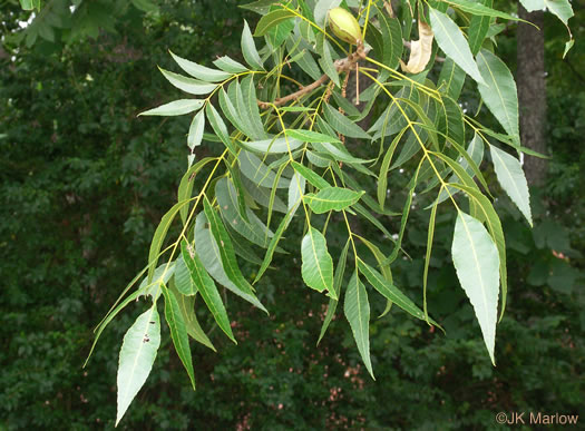 image of Carya illinoinensis, Pecan