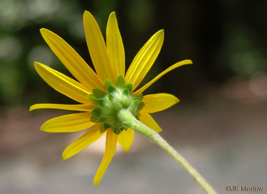 Helianthus atrorubens, Purpledisc Sunflower, Hairy Wood Sunflower, Appalachian Sunflower
