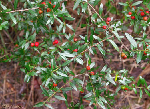 image of Ilex myrtifolia, Myrtle Holly, Myrtle-leaved Holly