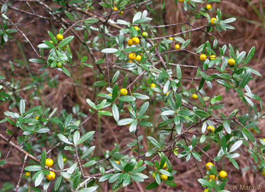 image of Ilex myrtifolia, Myrtle Holly, Myrtle-leaved Holly