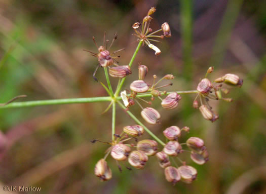 image of Tiedemannia canbyi, Canby's Cowbane, Canby's Dropwort