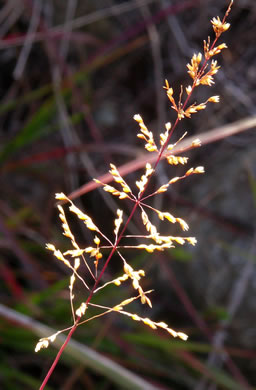 image of Sporobolus junceus, Sandhills Dropseed, Pineywoods Dropseed