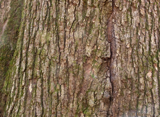 image of Quercus pagoda, Cherrybark Oak, Swamp Spanish Oak