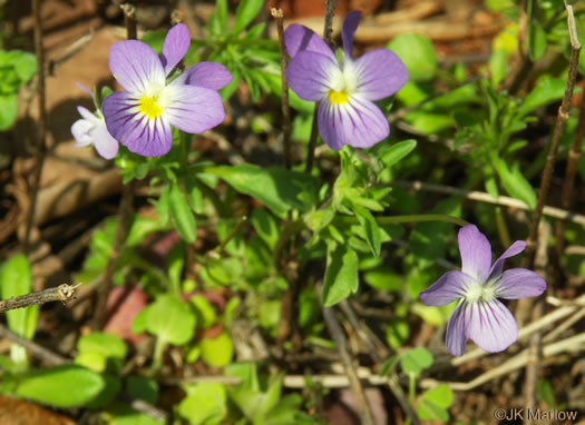 image of Viola rafinesquei, Johnny Jump-up, American Field Pansy, Wild Pansy