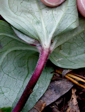image of Trillium decumbens, Decumbent Trillium, Trailing Trillium