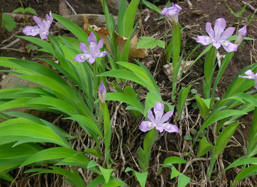 Iris cristata, Dwarf Crested Iris
