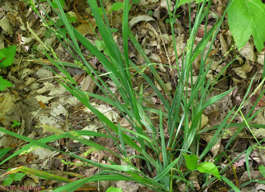 image of Carex radfordii, Radford's Sedge