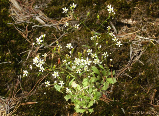 image of Micranthes petiolaris var. shealyi, Escarpment Saxifrage, Shealy's Saxifrage