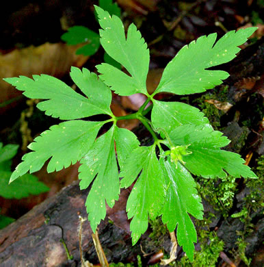 image of Anemone quinquefolia, Wood Anemone