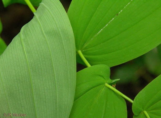 image of Uvularia perfoliata, Perfoliate Bellwort