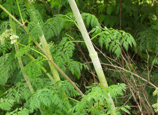 image of Conium maculatum, Poison Hemlock