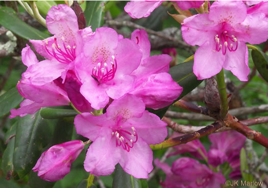 image of Rhododendron catawbiense, Catawba Rhododendron, Mountain Rosebay, Purple Laurel, Pink Laurel