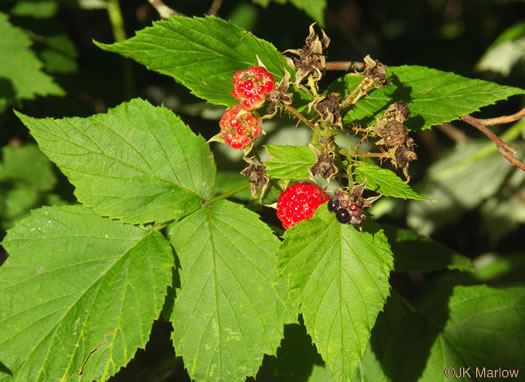 image of Rubus occidentalis, Black Raspberry