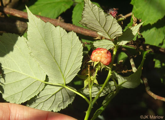 image of Rubus occidentalis, Black Raspberry
