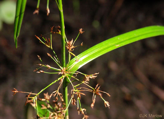 image of Rhynchospora miliacea, Millet Beaksedge