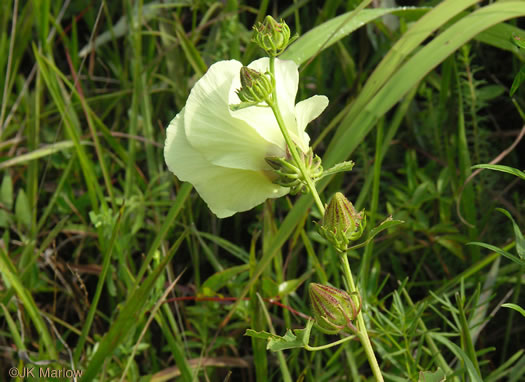 image of Hibiscus aculeatus, Savanna Hibiscus, Comfort-root, Pineland Hibiscus
