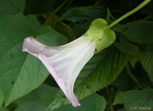 Convolvulus species 2, Appalachian Bindweed