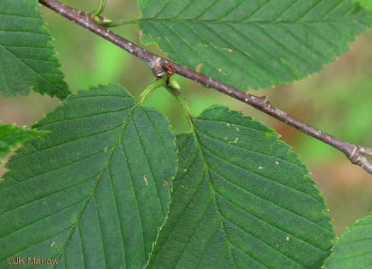 image of Betula alleghaniensis, Yellow Birch