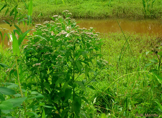 image of Pluchea camphorata, Common Camphorweed, Camphor Pluchea, Marsh Fleabane