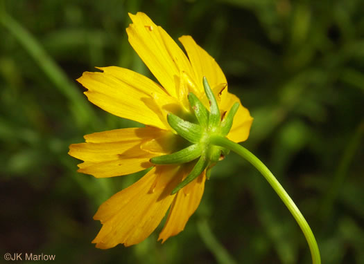 Coreopsis grandiflora var. grandiflora, Large-flowered Coreopsis, Largeflower Tickseed