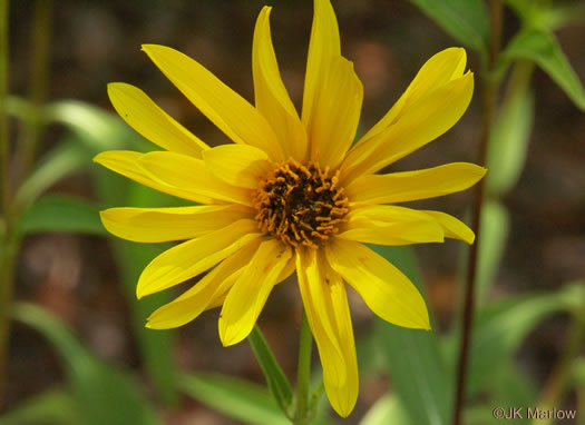 Cheerful Sunflower