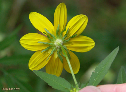 Bidens polylepis, Ditch Daisy, Bearded Beggarticks, Midwestern Tickseed-sunflower, Tickseed Sunflower