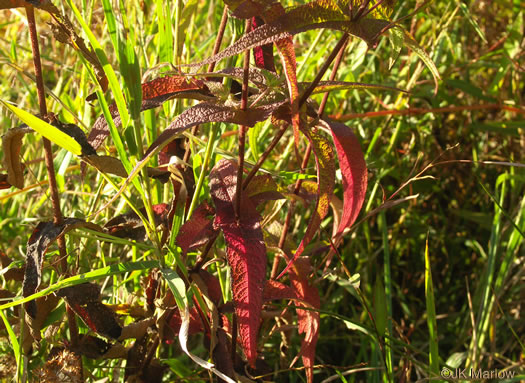 image of Eupatorium perfoliatum, Boneset
