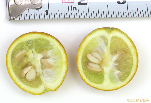 image of Citrus trifoliata, Trifoliate Orange, Hardy Orange